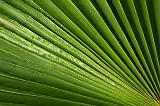 Dewy Palmetto Frond_28065